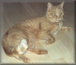 Felis