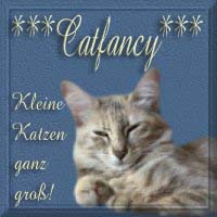Catfancy - Kleine Katzen ganz gross
